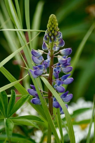 Subalpine Lupine